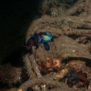 Mandarin Fish in Menjangan thumbnail