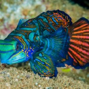 Mandarin Fish on the white sand floor of Mandarin Point, Pemuteran, Bali thumbnail