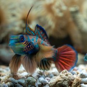 Mandarin Fishe Couple on the White Sand floor of Mandarin Point, Bali thumbnail