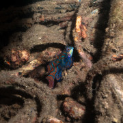 Mandarin Point, night dive in Menjangan Marine Park thumbnail
