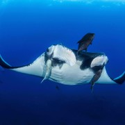 Manta Ray and Photographer in Nusa Lembongan thumbnail
