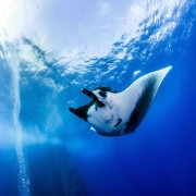 Manta Ray Desktop thumbnail