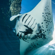 Manta Ray in Bali thumbnail