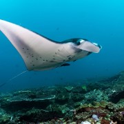 Manta Ray in Bali Manta Point, Nusa Lembongan thumbnail