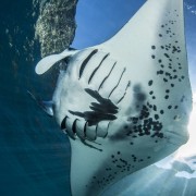 Manta Ray in Manta Point, Nusa Lembongan thumbnail