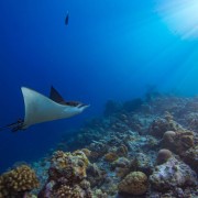 Manta Ray in POS 2, Menjangan Marine Park thumbnail