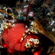 Mantis-Shrimp-carrying-eggs thumbnail