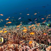 Marine Life in Sampalan, Nusa Penida thumbnail