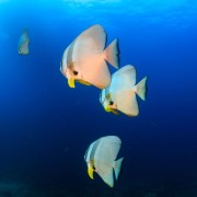 Marine Life in SD, Nusa Lembongan thumbnail