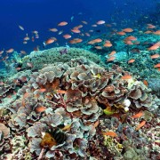 Marine Life in Toyapakeh, Nusa Lembongan thumbnail