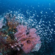 Marine Life in Tulamben thumbnail