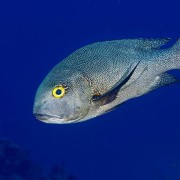Midnight-snapper thumbnail