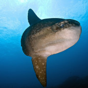 Mola Mola - Sun Fish in Nusa Lembonganjpg thumbnail