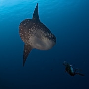 Mola Mola in Nusa Lembongan thumbnail
