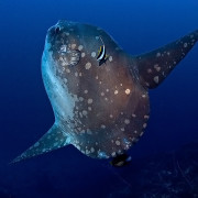 Mola Mola in Nusa Penida thumbnail