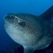 Mola Mola portrait in Nusa Penida thumbnail