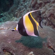 Moorish-idol thumbnail