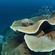 Moray Eel in Hard Coral in Cave Point dive site thumbnail
