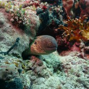 Moray Eel in the Eels Garden of Menjangan Marine Park thumbnail