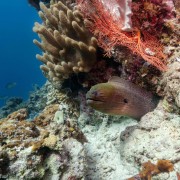 Morray Eel in Bat Cave, Menjangan Marine Park thumbnail