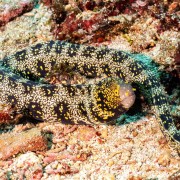 Morray Eel in Santal, Nusa Penida thumbnail