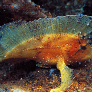 Multicolor Leaf Scorpionfish in Menjangan, Bali thumbnail
