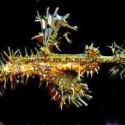 Multicolor Solenostomus Paradoxus, Ghost Pipefish in Tulamben, Bali thumbnail