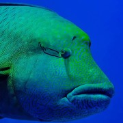 Napoleon-wrasse thumbnail