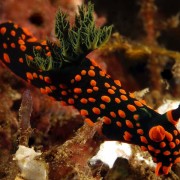 Nembrotha-guttata thumbnail