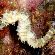 Night-dive-in-Pemuteran thumbnail