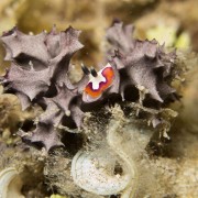 Nudibranch in coral, Pemuteran Bay thumbnail