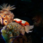 Nudibranchs-&-Emperor-shrimp thumbnail