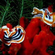 Nudibranchs in Pyramids dive site, Amed, Bali thumbnail