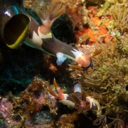 Nudibranchs-mating-liberty-wreck-night-dive thumbnail