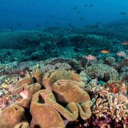 Ocean Floors in Sampalan, Nusa Penida thumbnail