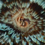 Opened-Fan-Worm-night-dive-Tulamben thumbnail