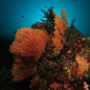 Orange Soft Corals in Amed, Bali thumbnail