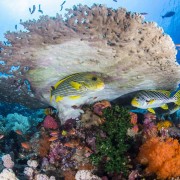 Oriental Sweetlips in the Coral at Eels Garden, Menjangan Marine Park thumbnail