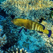 Peacock Hind on the Japanese Wreck in Amed, Bali thumbnail