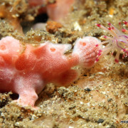 Pink Frogfish in Puri Jati, Menjangan Marine Park thumbnail