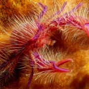 Pink-Hairy-Squat-Lobster thumbnail