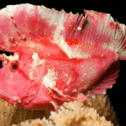 Pink Leaf Scorpionfish close up, Bali thumbnail