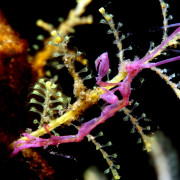 Pink Pariambus Typicus in Tulamben, Bali thumbnail