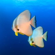 Platax-commonly-know-as-Batfish thumbnail