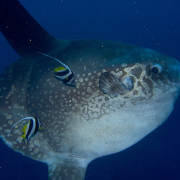 Portrait of giant Sunfish in Nusa Lembongan thumbnail