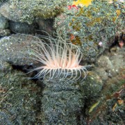 Protula Worm in Ghost Bay, Amed, Bali thumbnail