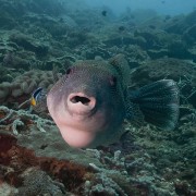 Pufferfish thumbnail