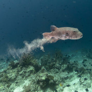 Pufferfish in Cave Point, Menjangan Marine Park thumbnail