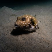 Pufferfish in Pemuteran Bay, Menjangan thumbnail