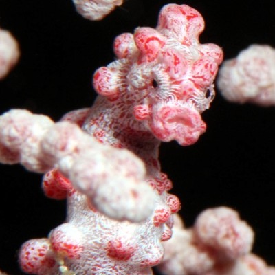 Pygmy Sea Horse in Tulamben, Bali thumbnail